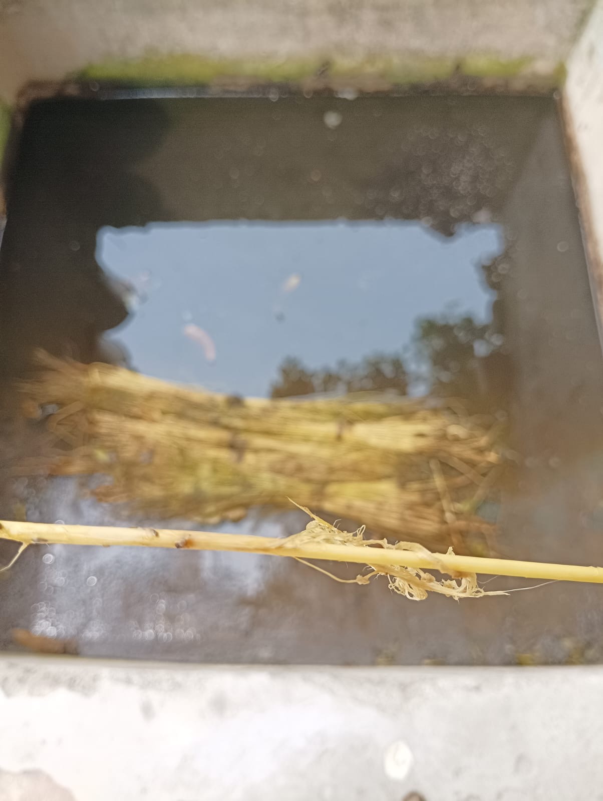 Linen Processing